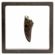 Tyrannosaurus Rex (T-Rex) Tooth - Montana #64914-2